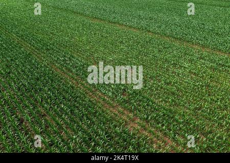 Grenaille aérienne de semis de maïs en croissance dans le champ de plantation agricole cultivé, drone pov