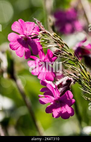 Silene dioica ou Red campion Banque D'Images