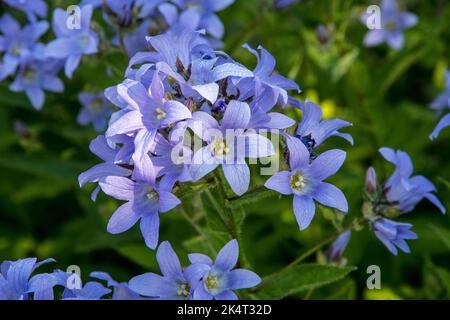 Campanula lactiflora 'Prichard's Variety' Banque D'Images