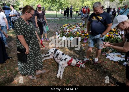 Les membres du public apportent leur grand chien Dane tandis que les gens se rassemblent dans leurs dizaines de milliers pour déposer des fleurs, des cartes et des hommages floraux et pour rendre hommage à un jardin commémoratif temporaire à Green Park à la suite de la mort de la reine Elizabeth II, Et la proclamation du nouveau roi Charles III le 12th septembre 2022 à Londres, au Royaume-Uni. Banque D'Images