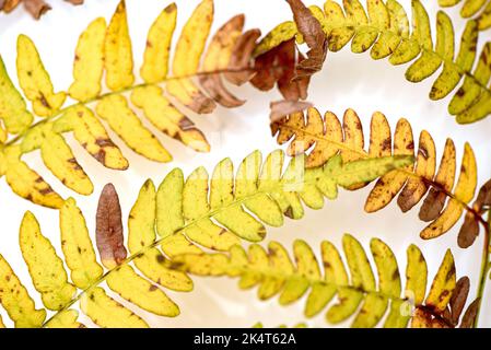 Feuilles brunes et jaunes de la brousse sur fond blanc Banque D'Images