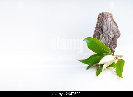 Scène naturelle abstraite avec composition de l'écorce d'arbre sèche et fleur de magnolia. Arrière-plan neutre pour la marque de produits cosmétiques et de beauté. Banque D'Images