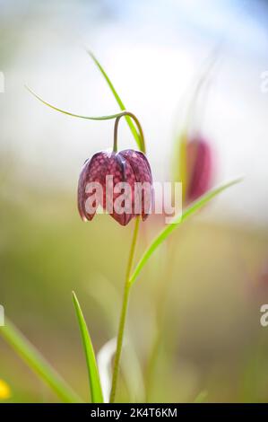 Fleur d'échecs en fleurs - Fritilaria meleagris le jour ensoleillé du printemps Banque D'Images