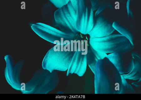 Fleur de jacinthe sous la lumière bleue dans l'obscurité gros plan Banque D'Images