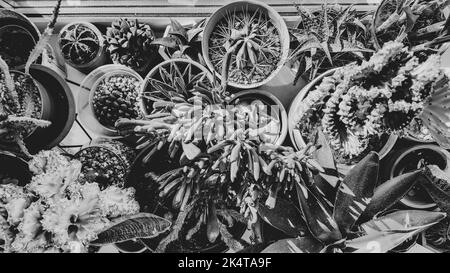 Diverses plantes succulentes en pots noir et blanc Banque D'Images