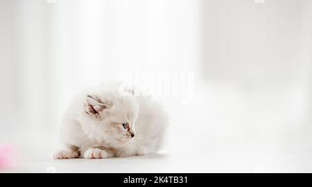 Chat chatte Ragdoll en studio Banque D'Images