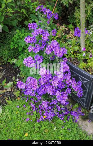 Violet canneberges Geranium magnilum 'Rosemoor' fleurs, Angleterre, Royaume-Uni Banque D'Images