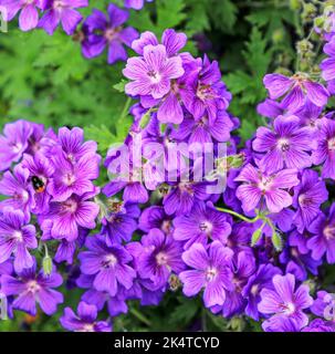 Violet canneberges Geranium magnilum 'Rosemoor' fleurs, Angleterre, Royaume-Uni Banque D'Images