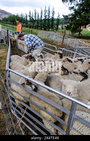 Un fermier qui fait ses moutons mérinos dans un stylo prêt à transporter près de Wanaka, une petite station de ski d'été/hiver dans la région d'Otago en Il du Sud Banque D'Images