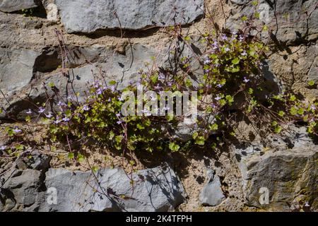 Cymbalaria muralis croissant sur un mur de pierre naturelle, les noms communs sont aussi Coliseum Ivy, pennywort, Kenilworth Ivy ou Zimbelkraut Banque D'Images