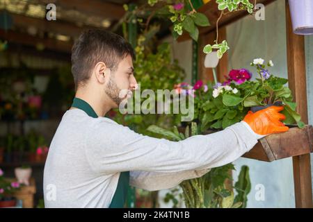 Jeune jardinier ou fleuriste prenant soin des plantes et du contrôle de la qualité dans la boutique de fleurs Banque D'Images