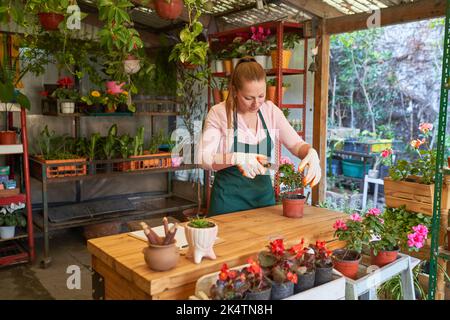 Jeune femme jardinière ou fleuriste taille une maison dans la pépinière Banque D'Images