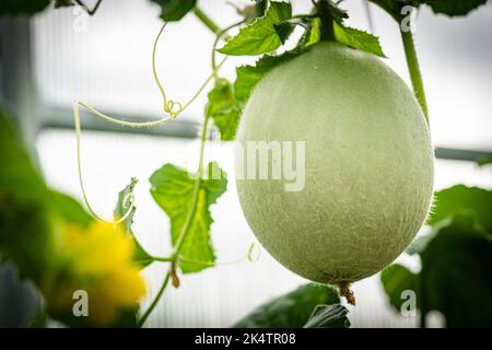 Melons frais Banque D'Images