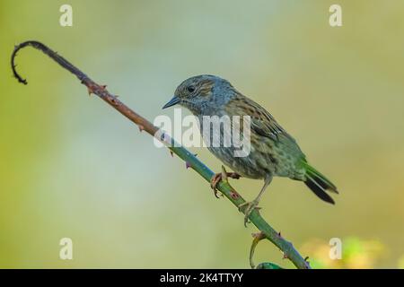 Un dunnock sur les branches roses avec un arrière-plan flou Banque D'Images