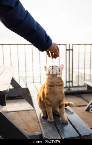 Un beau gingembre jeune et sans-abri chat est assis dans la rue, et un homme veut l'animal de compagnie. Photo verticale. Banque D'Images