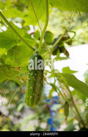 Jeunes concombres verts frais accroché à une branche - la culture est mûre, récolte, légumes verts frais, légumes en croissance, mode de vie sain, saine eatin Banque D'Images