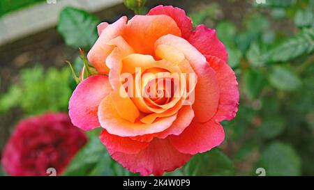 Roses dans un jardin en Galice, Espagne, Europe Banque D'Images