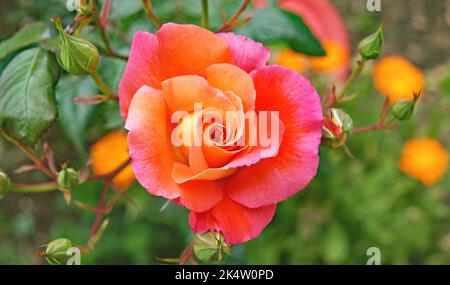 Roses dans un jardin en Galice, Espagne, Europe Banque D'Images