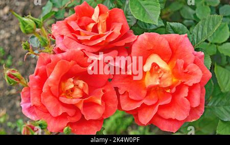 Roses dans un jardin en Galice, Espagne, Europe Banque D'Images