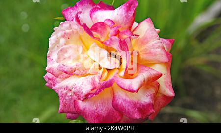 Roses dans un jardin en Galice, Espagne, Europe Banque D'Images