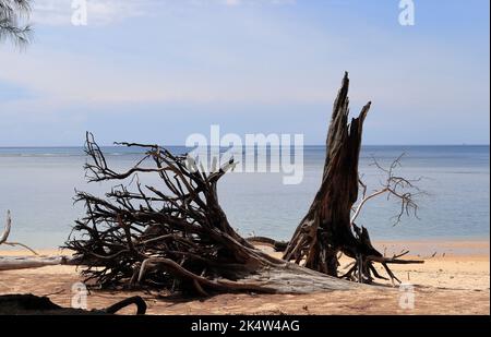 Un grand arbre pourriture se trouve sur la plage de sable, la mer et le ciel bleu en arrière-plan. Banque D'Images