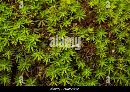 Groupe de petites mauvaises herbes sauvages formant un magnifique fond de texture Banque D'Images