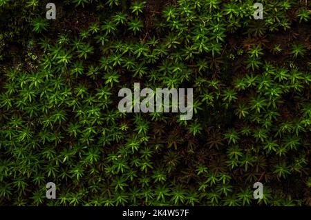 Groupe de petites mauvaises herbes sauvages formant un magnifique fond de texture Banque D'Images