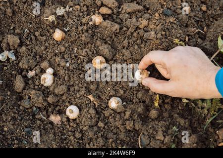 une main tient une ampoule de muscari avant de planter dans le sol Banque D'Images