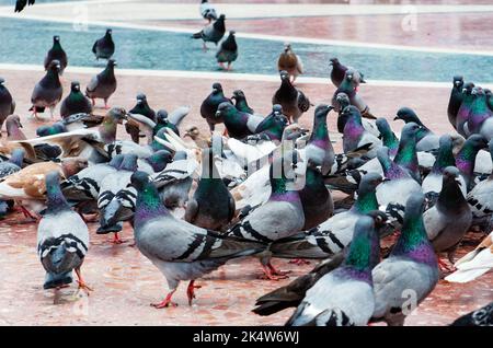De nombreux pigeons sur la place de la ville. Foule de pigeon sur la rue piétonne. Groupe de pigeons flou. Mise au point sélective Banque D'Images