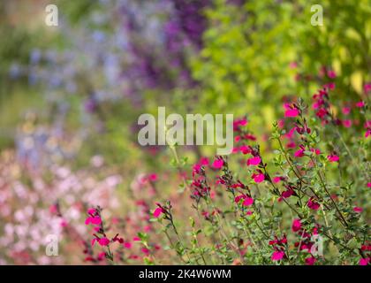 Lit de fleurs rempli de fleurs de salvia colorées, photographiées en automne dans le jardin de Wimpole Hall, Cambridgeshire, Royaume-Uni, photographiées au début de l'automne Banque D'Images