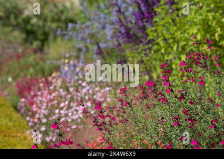 Lit de fleurs rempli de fleurs de salvia colorées, photographiées en automne dans le jardin de Wimpole Hall, Cambridgeshire, Royaume-Uni, photographiées au début de l'automne Banque D'Images