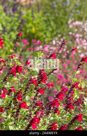 Lit de fleurs rempli de fleurs de salvia colorées, photographiées en automne dans le jardin de Wimpole Hall, Cambridgeshire, Royaume-Uni, photographiées au début de l'automne Banque D'Images