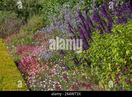 Lit de fleurs rempli de fleurs de salvia colorées, photographiées en automne dans le jardin de Wimpole Hall, Cambridgeshire, Royaume-Uni, photographiées au début de l'automne Banque D'Images