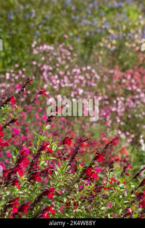 Lit de fleurs rempli de fleurs de salvia colorées, photographiées en automne dans le jardin de Wimpole Hall, Cambridgeshire, Royaume-Uni, photographiées au début de l'automne Banque D'Images