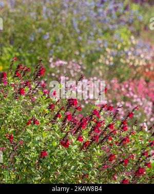 Lit de fleurs rempli de fleurs de salvia colorées, photographiées en automne dans le jardin de Wimpole Hall, Cambridgeshire, Royaume-Uni, photographiées au début de l'automne Banque D'Images