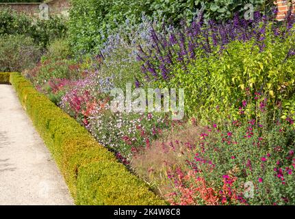 Lit de fleurs rempli de fleurs de salvia colorées, photographiées en automne dans le jardin de Wimpole Hall, Cambridgeshire, Royaume-Uni, photographiées au début de l'automne Banque D'Images