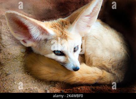 Portrait d'un Fennec Fox a bouclés dans le sable, en Afrique du Sud Banque D'Images