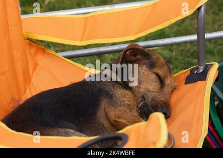 Petit chien mongrel endormi sur une chaise de camping à l'extérieur Banque D'Images