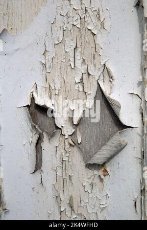 Peinture craquelée à l'écaillage et au gondolage sur un panneau de bois tourné en portrait pour une utilisation comme arrière-plan Banque D'Images