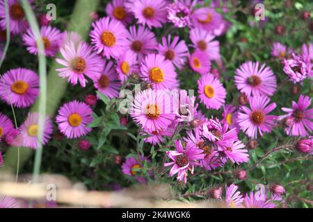 Nouvelle-Angleterre aster 'Roter Stern' en fleur. Banque D'Images