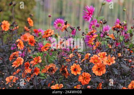 Dahlia 'évêque d'Oxford' en fleur. Banque D'Images