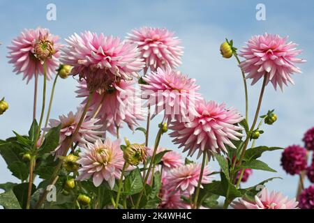 Dahlia « souvenirs Normandie » en fleur. Banque D'Images
