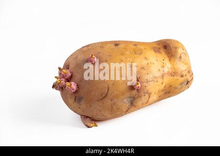 Pousses sur des tubercules de pommes de terre. Pommes de terre germées sur fond blanc. Semences pour la plantation dans le sol. Jardinage et agriculture de légumes. Banque D'Images