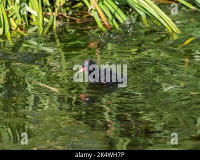 Moorhen poussin, dans l'eau, près de la rive d'un lac britannique. Banque D'Images