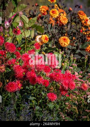 Dahlias rouge et orange poussant dans un jardin britannique. Banque D'Images