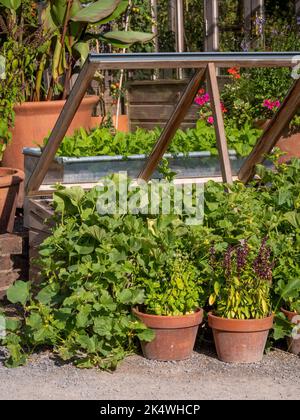 Pots en terre cuite plantés de basilic devant un cadre froid en bois contenant des cendres, avec un bac galvanisé de feuilles de salade derrière. ROYAUME-UNI Banque D'Images