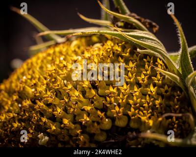 Gros plan de la corolle rétro-éclairée sur une tête de tournesol dans un jardin britannique à la fin de l'été. Banque D'Images