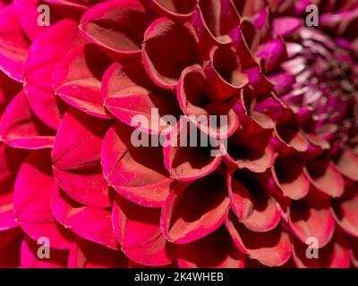 Gros plan sur les pétales courbes d'une fleur rouge foncé de pompon dahlia, en plein soleil. Banque D'Images