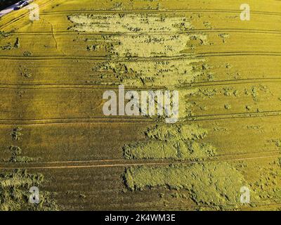 Dommages aux récoltes en Pologne. Hébergement d'orge causé par la grêle et de fortes pluies. Problème agricole. Banque D'Images