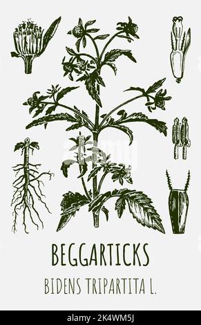 Dessins vectoriels de BEGGARTICKS TRIFID BUR-MARIGOLD. Illustration dessinée à la main. Nom latin BIDENS TRIPARTITA L. Banque D'Images